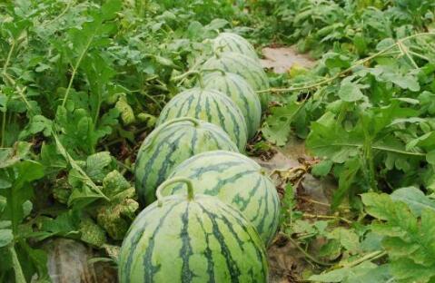 网红大瓜博雅吃瓜视频最全观看 吃瓜网,全网最全大瓜揭秘